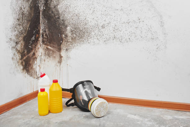 Best Crawl Space Mold Removal  in Socorro, NM