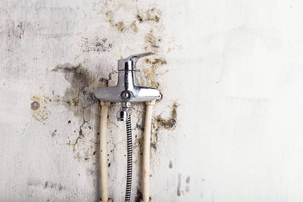 Best Certified Mold Removal  in Socorro, NM