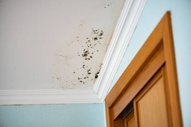 Office Mold Removal Services in Socorro, NM