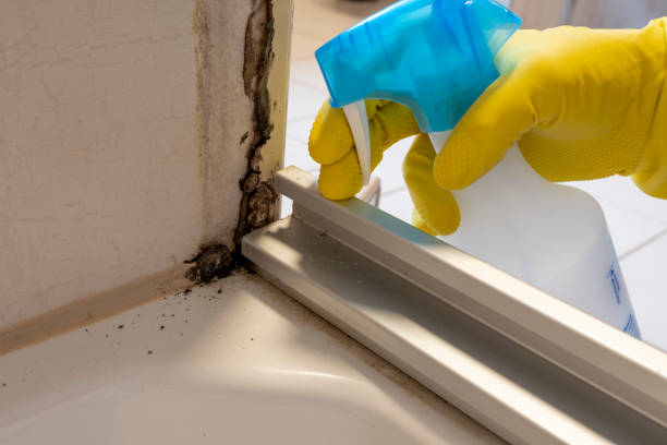 Mold Removal Process in Socorro, NM