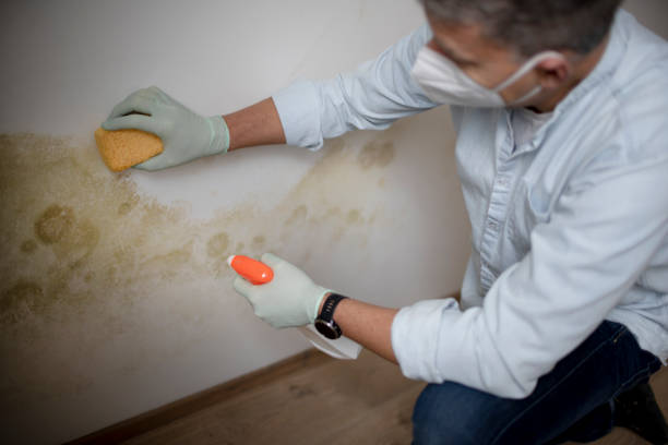 Best Toxic Mold Removal  in Socorro, NM