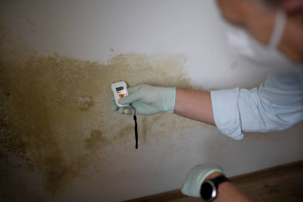 Best Residential Mold Removal  in Socorro, NM