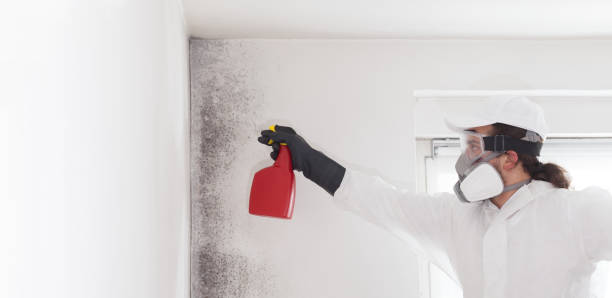 Best Mold Remediation  in Socorro, NM