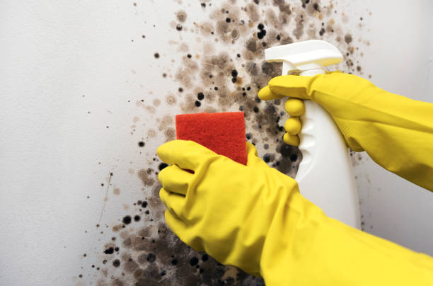 Best Local Mold Removal Service  in Socorro, NM