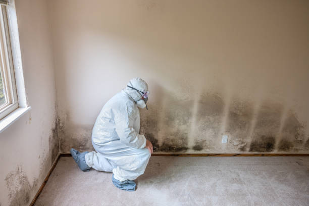 Best Local Mold Removal Service  in Socorro, NM
