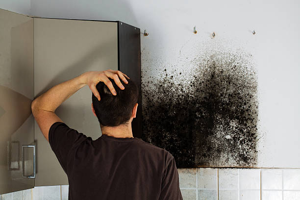 Best Commercial Mold Removal  in Socorro, NM
