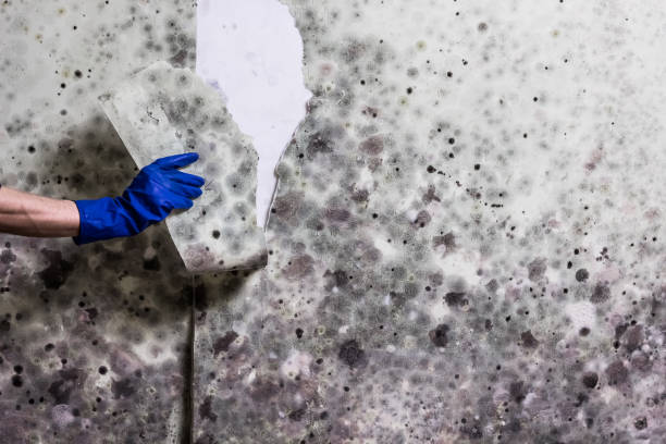Mold Testing and Removal in Socorro, NM