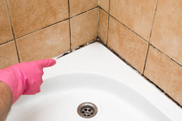Best Mold Removal Process  in Socorro, NM